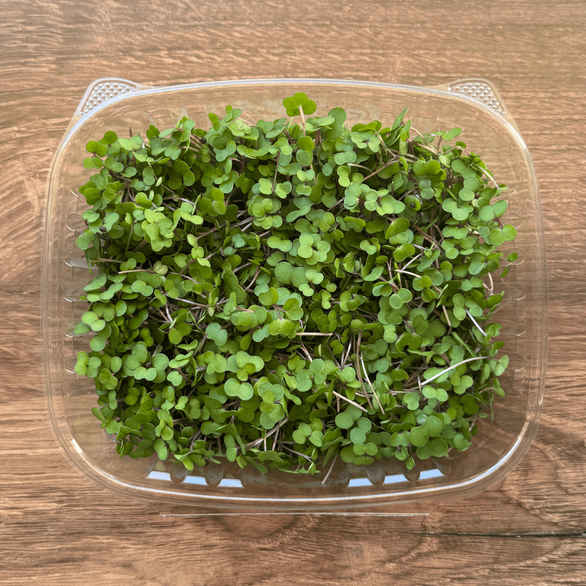Kale Microgreens