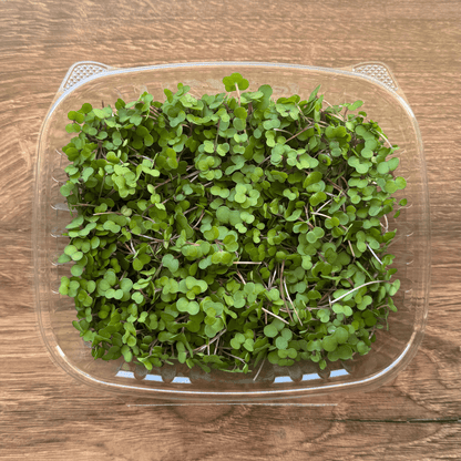 Kale Microgreens