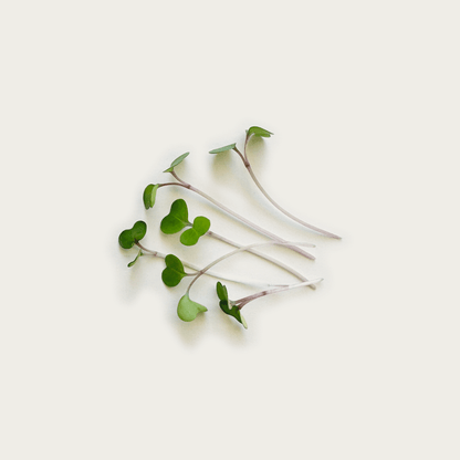 Kale Microgreens